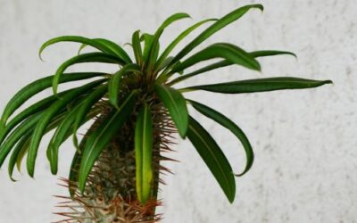 Plantas de colección