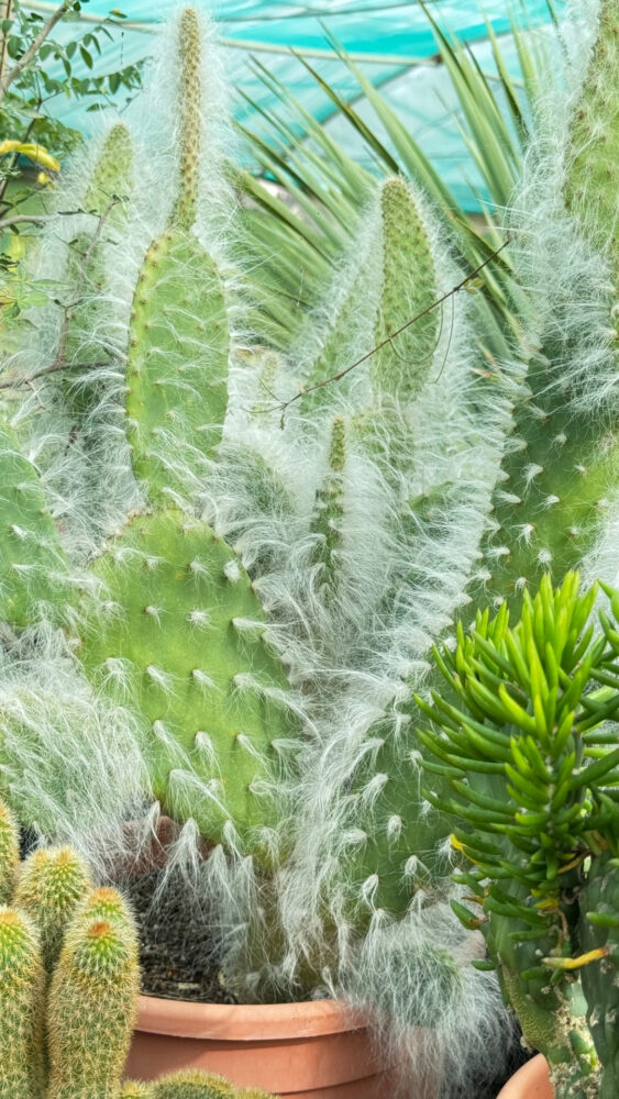 Opuntia orbiculata - Imagen 4