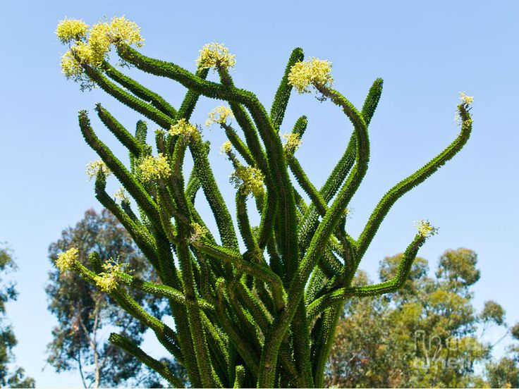 Alluaudia procera - Imagen 4