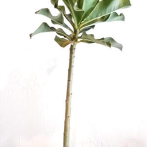 Adenium multiflorum