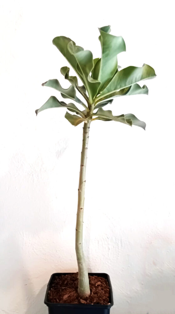Adenium multiflorum - Imagen 2