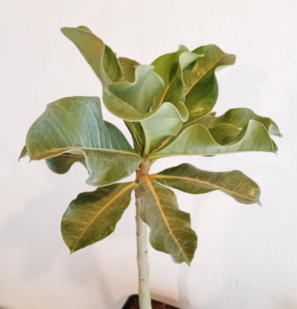 Adenium multiflorum - Imagen 3