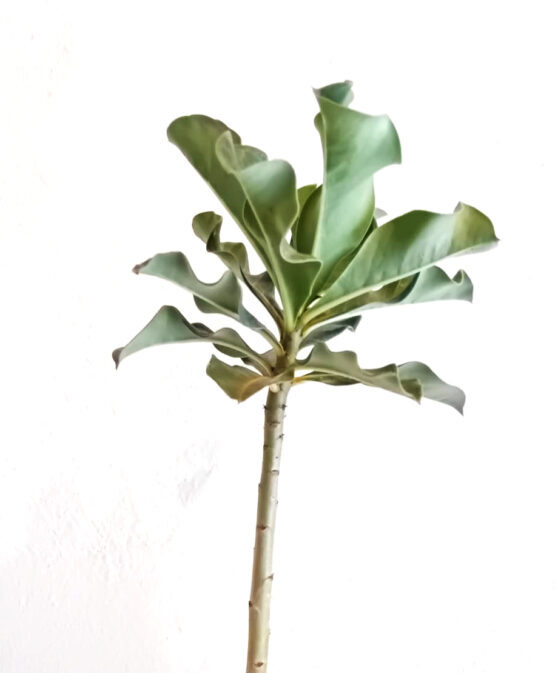 Adenium multiflorum