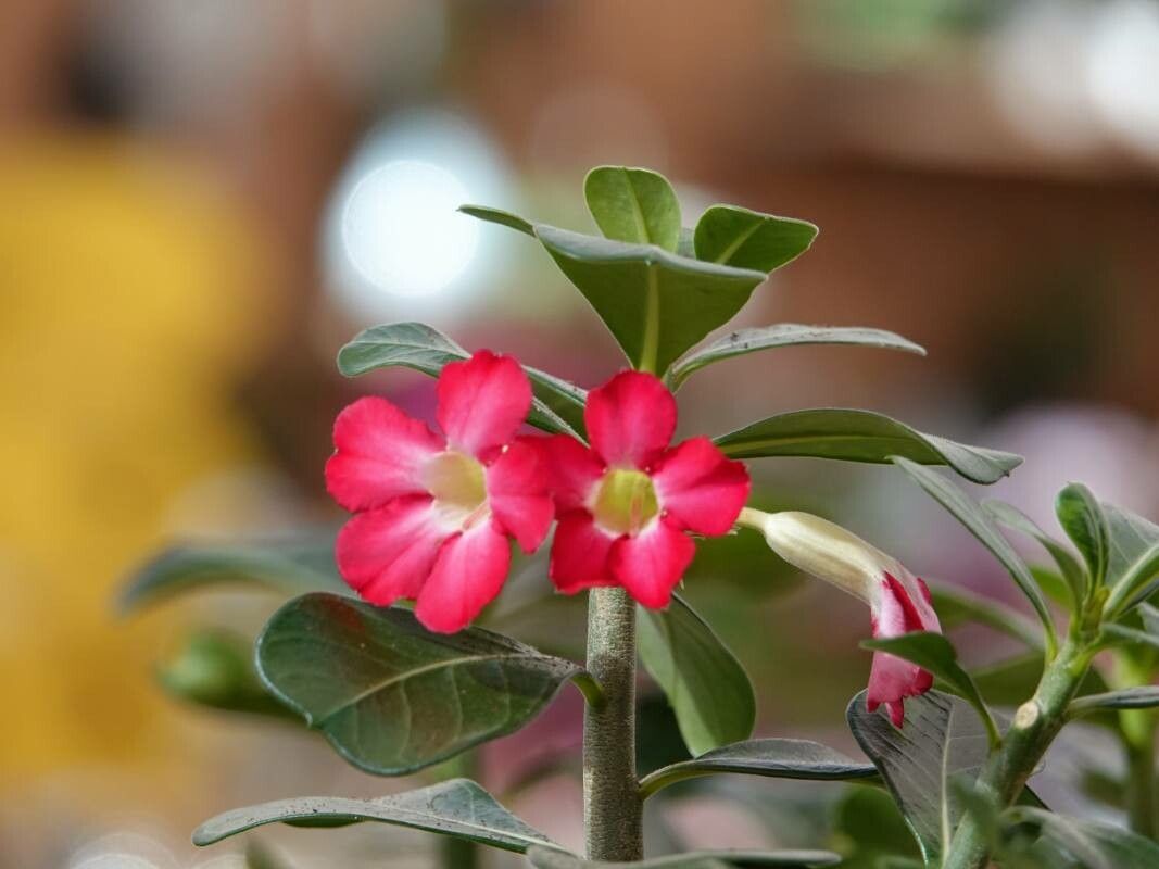 Adenium multiflorum - Imagen 4