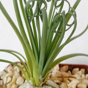 Albuca spiralis