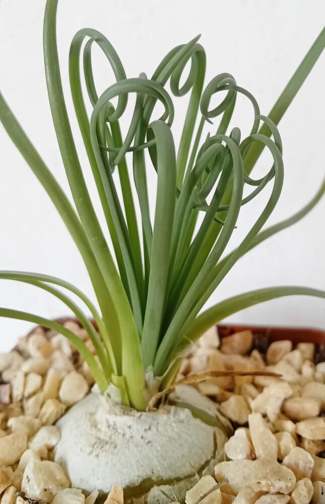Albuca spiralis - Imagen 2