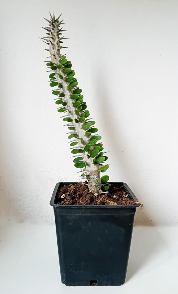 Alluaudia procera - Imagen 2