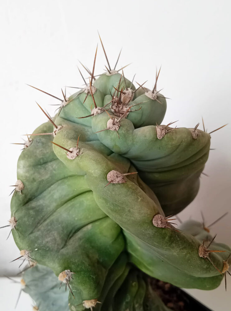Cereus forbesii spiralis - Imagen 4