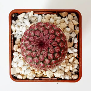 Echinocereus rigidissimus var. rubispinus