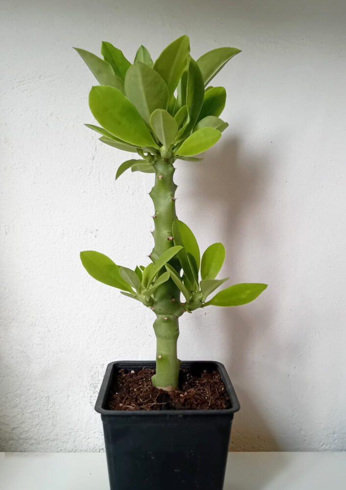 Euphorbia neriifolia - Imagen 2