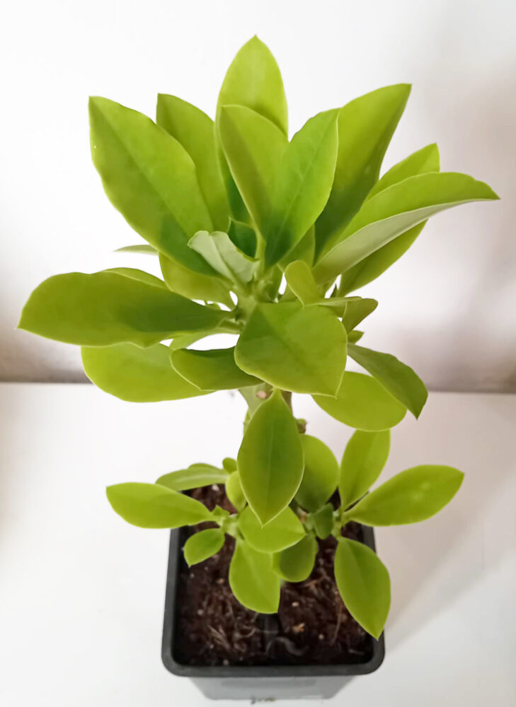 Euphorbia neriifolia - Imagen 3