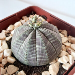 Euphorbia obesa