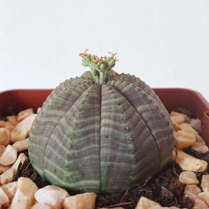 Euphorbia obesa