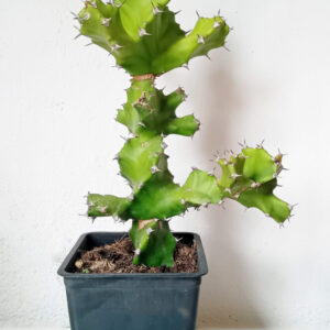 Euphorbia tortilis