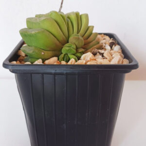 Haworthia truncata cv. 'Lime green'