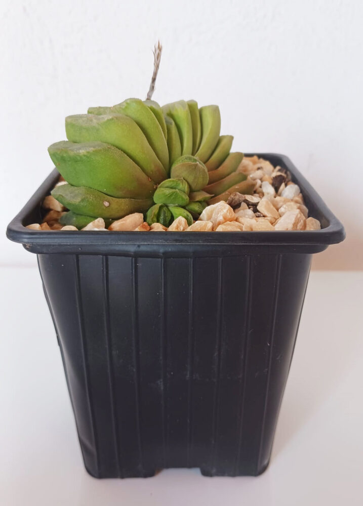 Haworthia truncata cv. 'Lime green' - Imagen 2