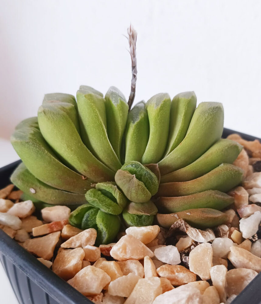 Haworthia truncata cv. 'Lime green' - Imagen 3