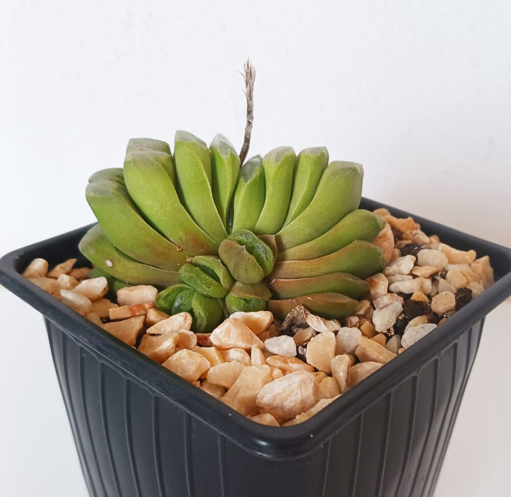 Haworthia truncata cv. 'Lime green'