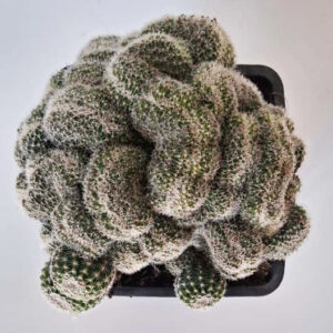 Lobivia famatensis f. cristata