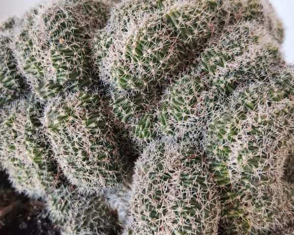 Lobivia famatensis f. cristata - Imagen 3