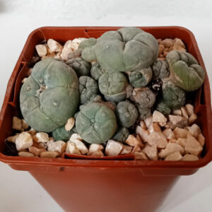Lophophora williamsii caespitosa