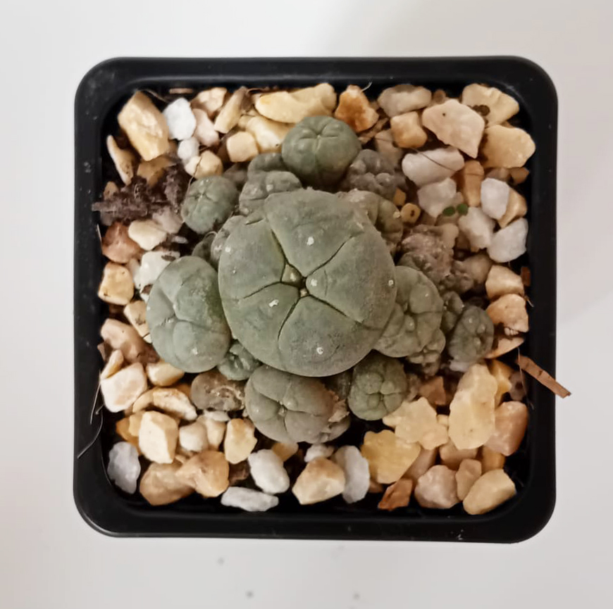 Lophophora williamsii caespitosa - Imagen 2