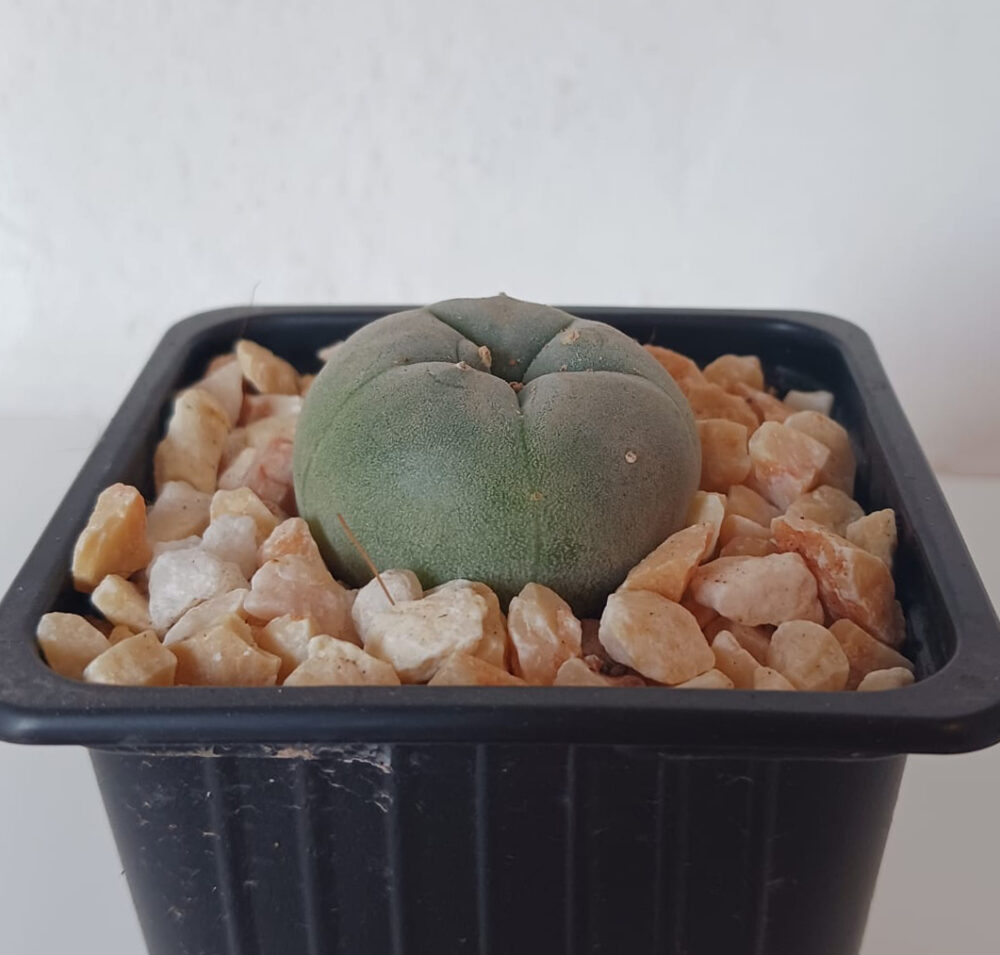 Lophophora williamsii - Imagen 3
