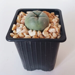 Lophophora williamsii