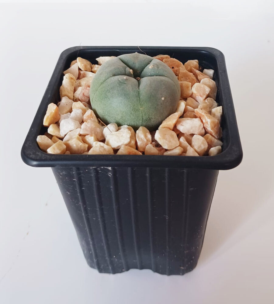 Lophophora williamsii