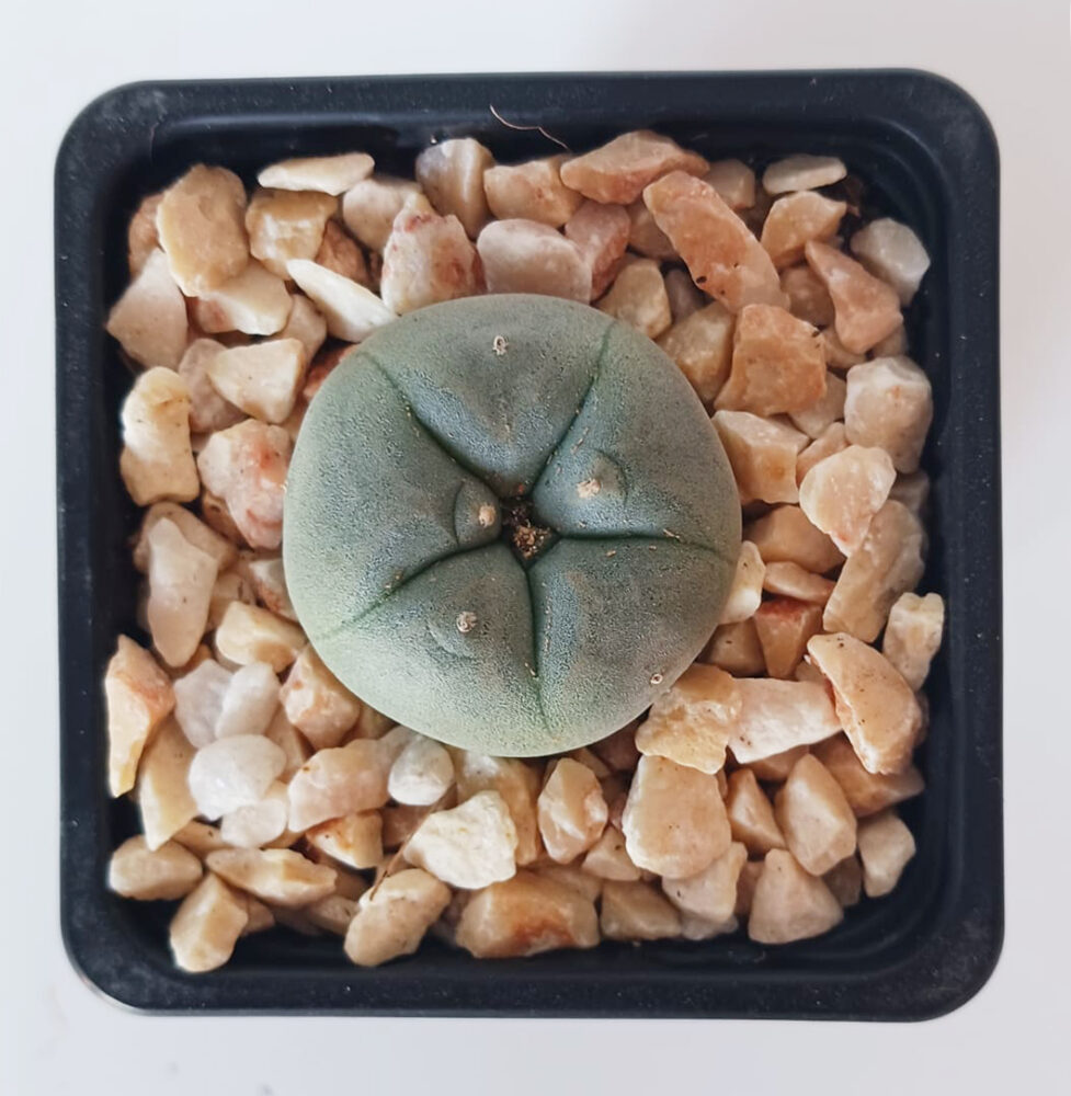 Lophophora williamsii - Imagen 2