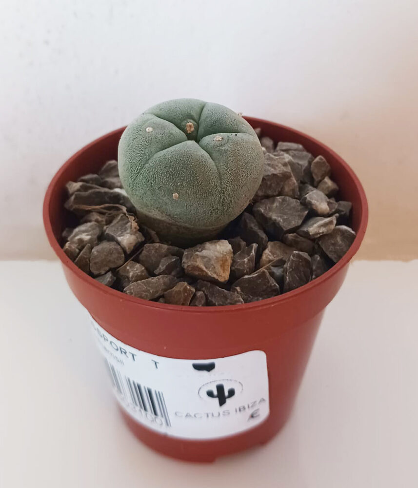 Lophophora williamsii - Imagen 4