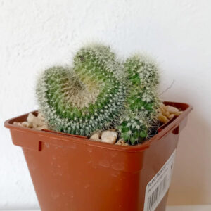 Mammillaria pringlei f. cristata