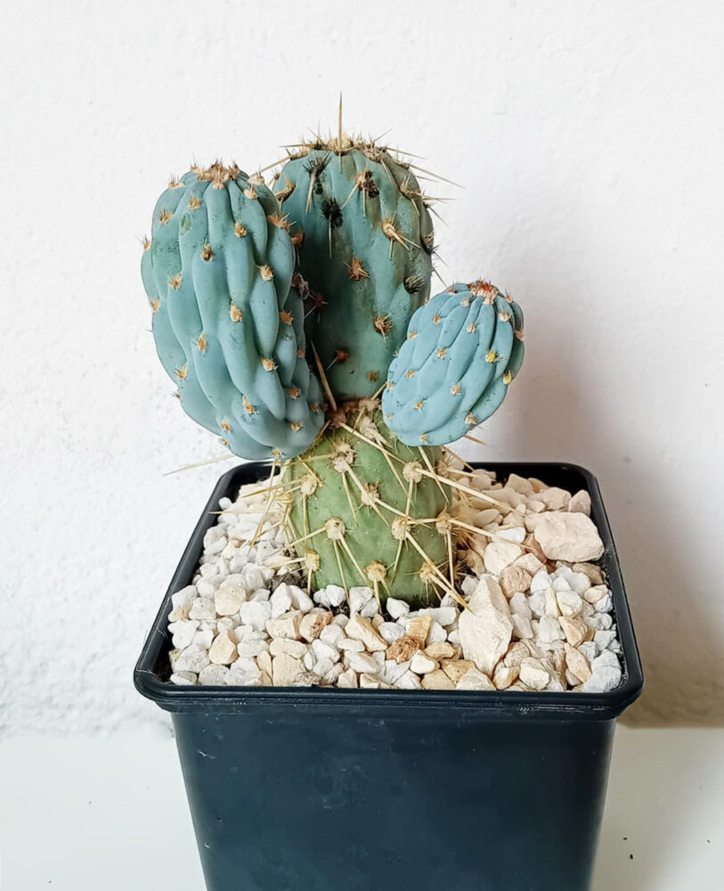 Miqueliopuntia miquelii