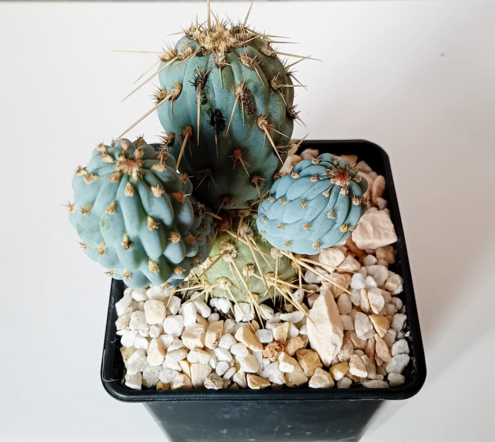 Miqueliopuntia miquelii - Imagen 2