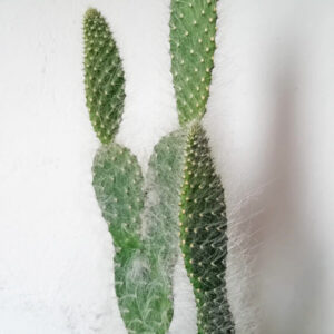 Opuntia orbiculata