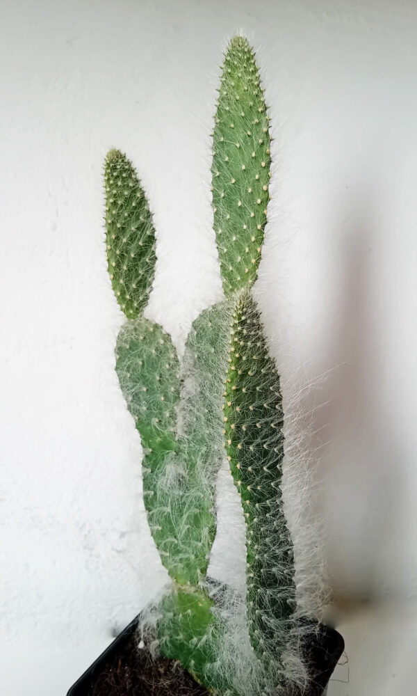 Opuntia orbiculata - Imagen 2