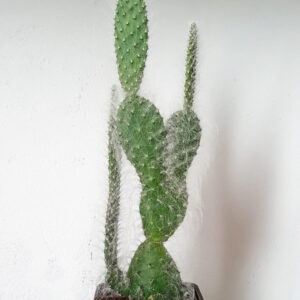 Opuntia orbiculata