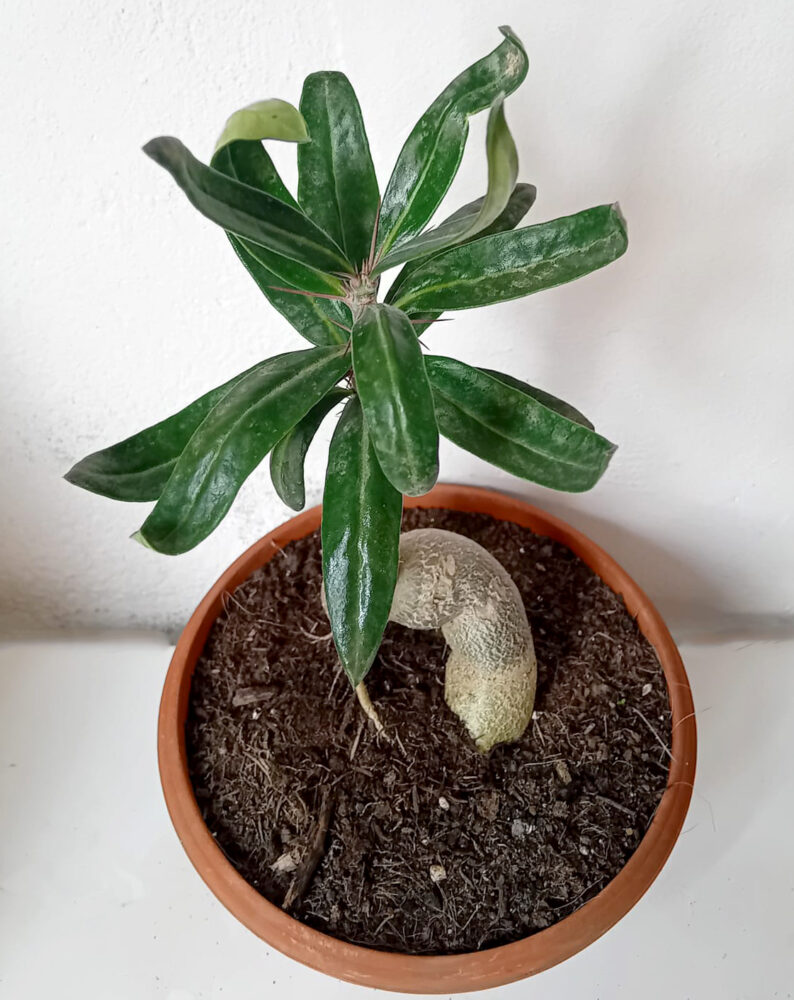 Pachypodium bispinosum - Imagen 3