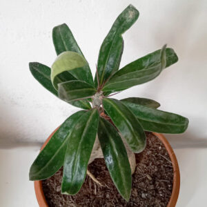 Pachyposium bispinosum