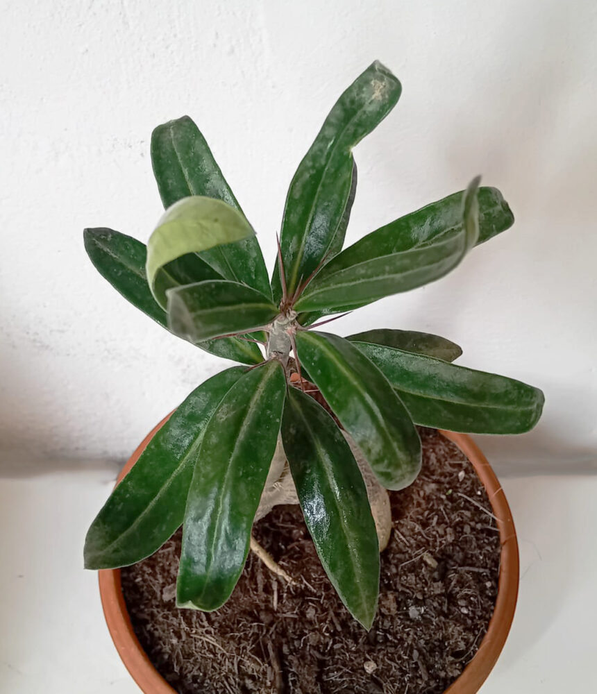 Pachypodium bispinosum - Imagen 2