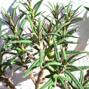 Pachypodium succulentum