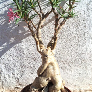 Pachypodium succulentum