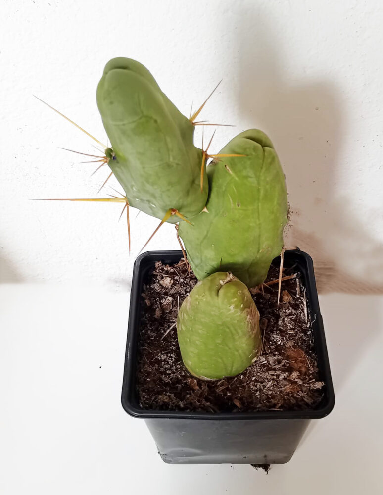 Trichocereus brigdesii monstruoso - Imagen 3