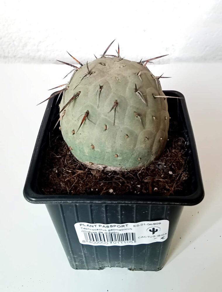 Tephrocactus geometricus (Huevos de dragón) - Imagen 5