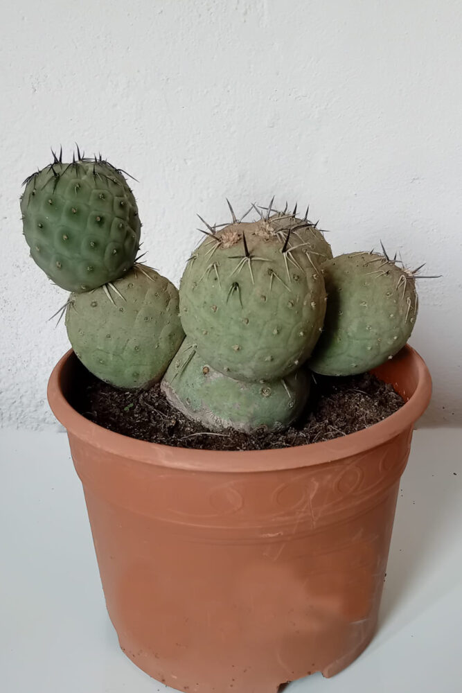 Tephrocactus geometricus (Huevos de dragón) - Imagen 3