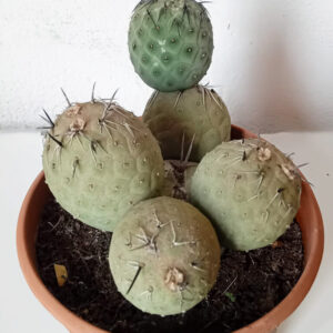 Tephrocactus geometricus (Huevos de dragón)