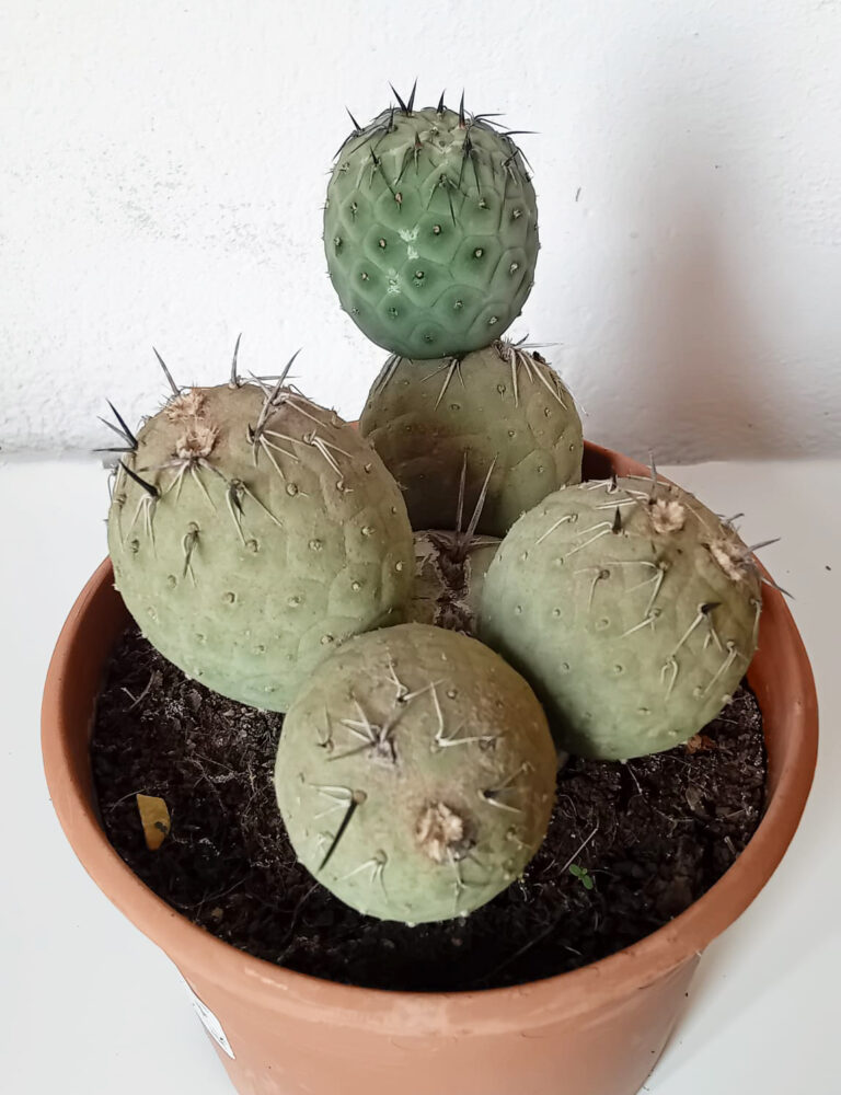 Tephrocactus geometricus (Huevos de dragón) - Imagen 2