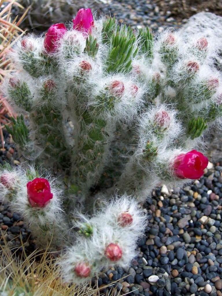 Opuntia orbiculata - Imagen 5