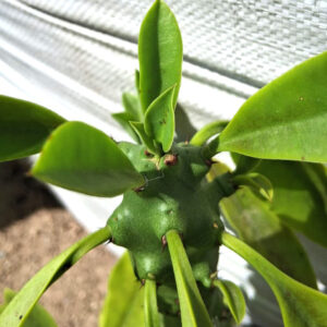 Euphorbia neriifolia
