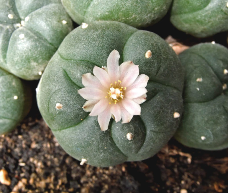 Lophophora williamsii - Imagen 6